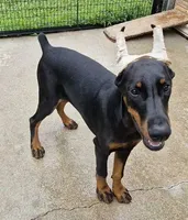 Cami- ( Camellia ), a female Doberman Pinscher for sale in Jacksonville, AL – 2 of 6