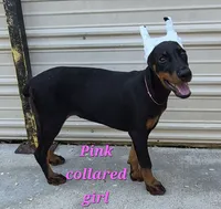 Pink collared girl, a female Doberman Pinscher for sale in Jacksonville, AL – 1 of 5