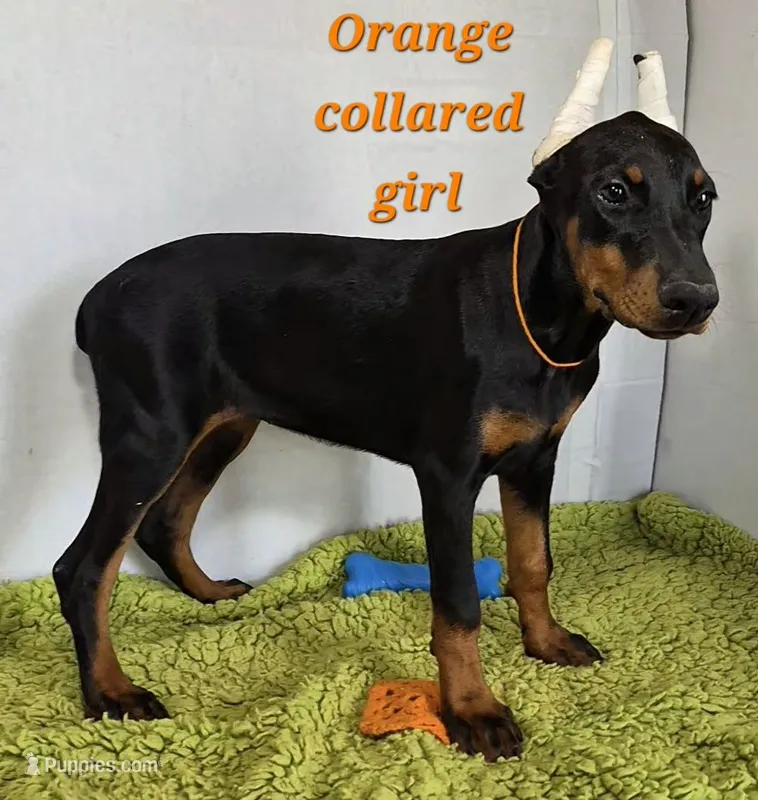 Orange collared girl – Doberman Pinscher puppy for sale in Jacksonville, AL