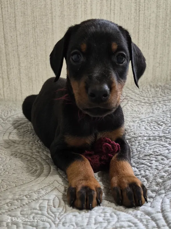 Burgandy collared Black female – Doberman Pinscher puppy for sale in Jacksonville, AL