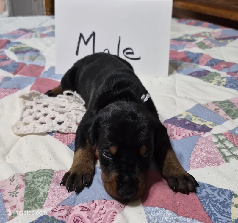 White collared Black male – Doberman Pinscher puppy for sale in Jacksonville, AL