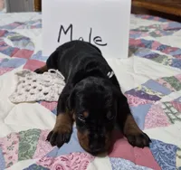 White collared Black male, a male Doberman Pinscher for sale in Jacksonville, AL – 1 of 4