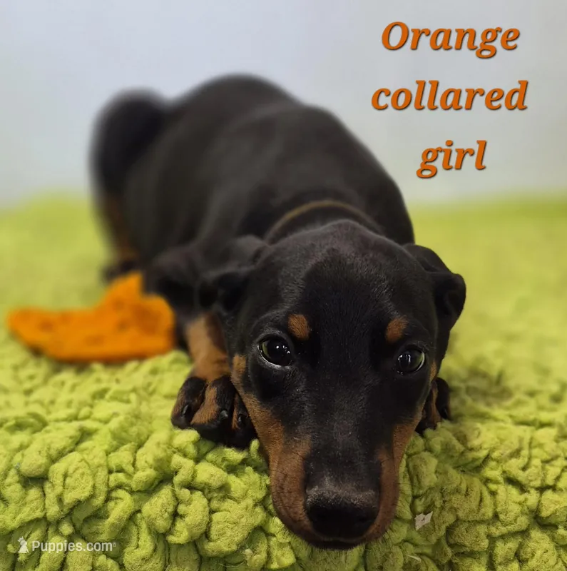 Orange collared girl  – Doberman Pinscher puppy for sale in Jacksonville, AL