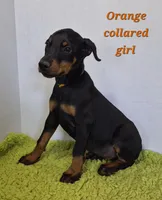 Orange collared girl , a female Doberman Pinscher for sale in Jacksonville, AL – Photo 2 of 6