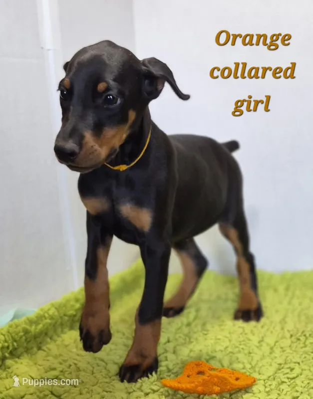 Orange collared girl  – Doberman Pinscher puppy for sale in Jacksonville, AL