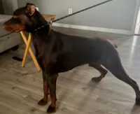 Orange collared girl , a female Doberman Pinscher for sale in Jacksonville, AL – Photo 6 of 6