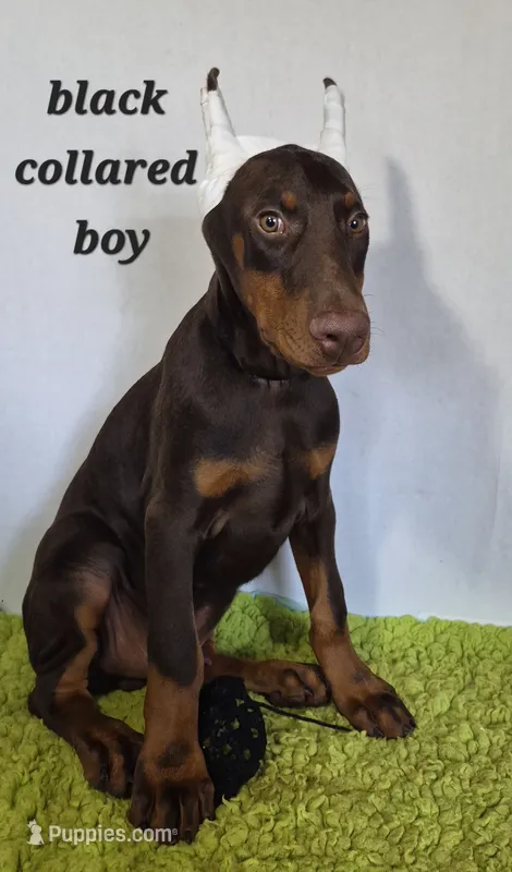 Black collared boy – Doberman Pinscher puppy for sale in Jacksonville, AL