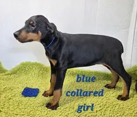 Blue collared girl, a female Doberman Pinscher for sale in Jacksonville, AL – Photo 3 of 4