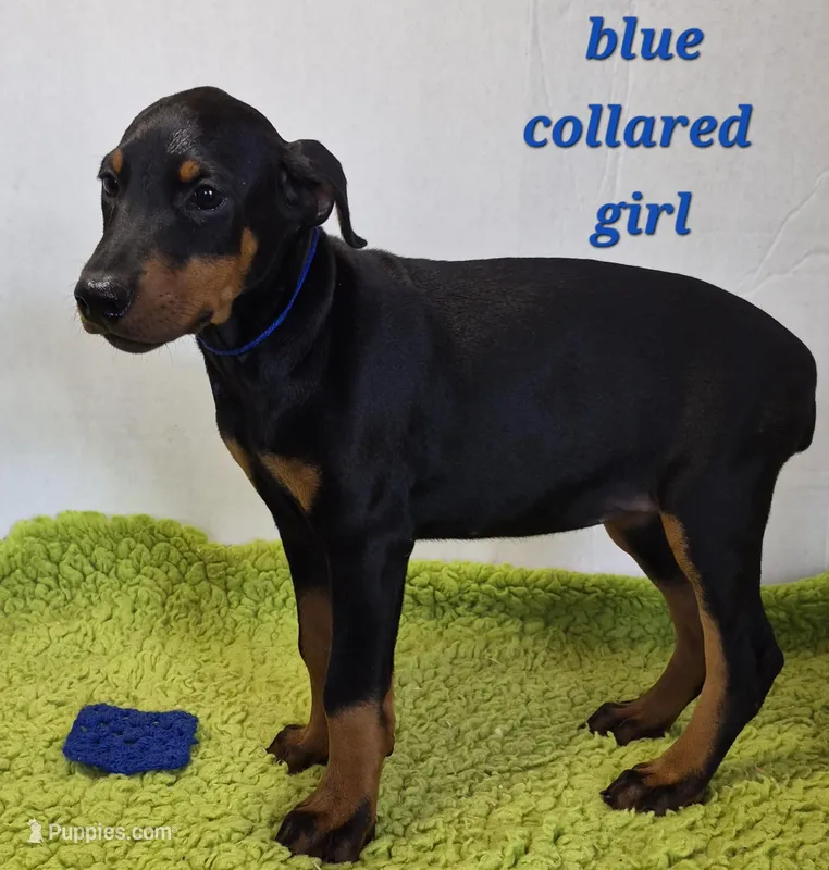 Blue collared girl – Doberman Pinscher puppy for sale in Jacksonville, AL