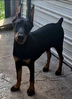 Betty Boop, a female Doberman Pinscher for sale in Jacksonville, AL – Photo 4 of 4