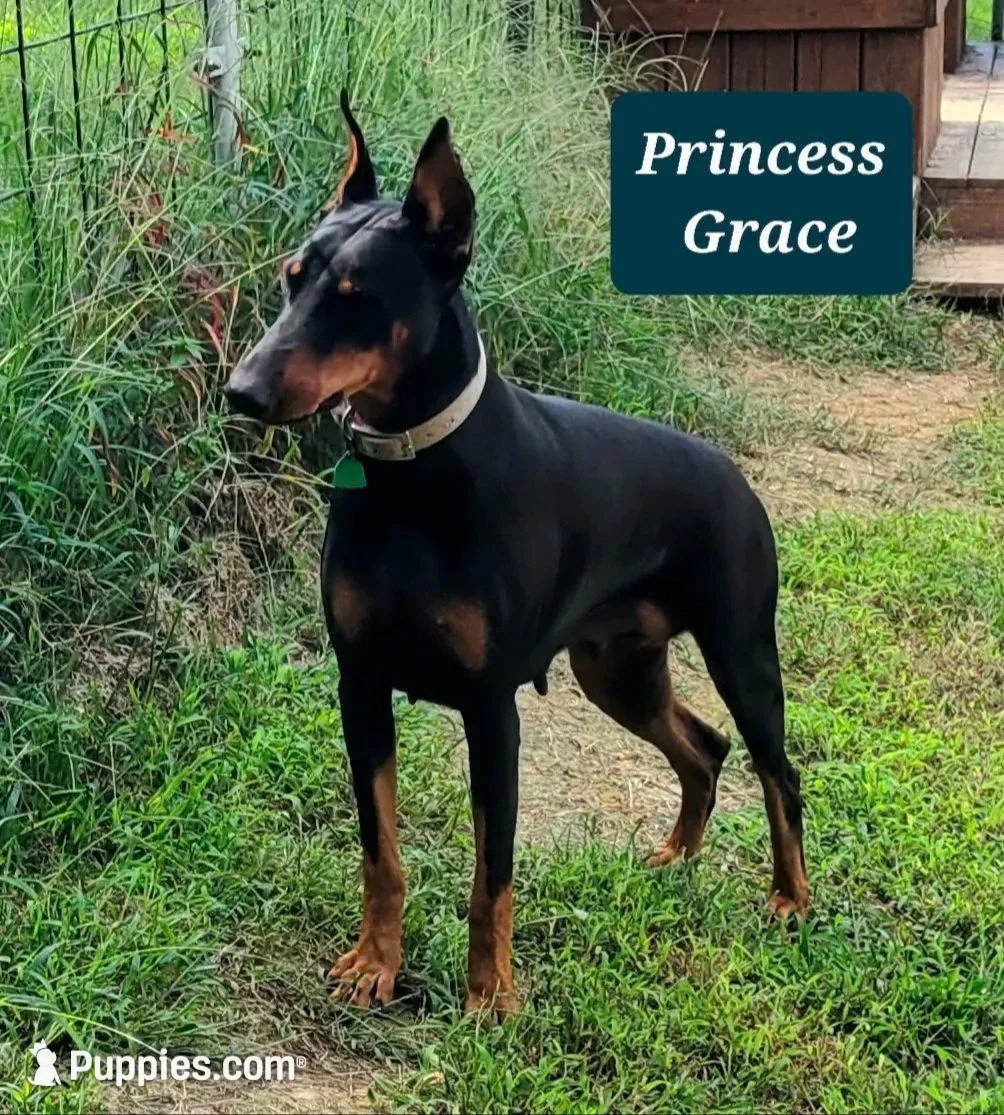 Princess / Zorro girl, a female Doberman Pinscher for sale in Jacksonville, AL – Photo 3 of 4