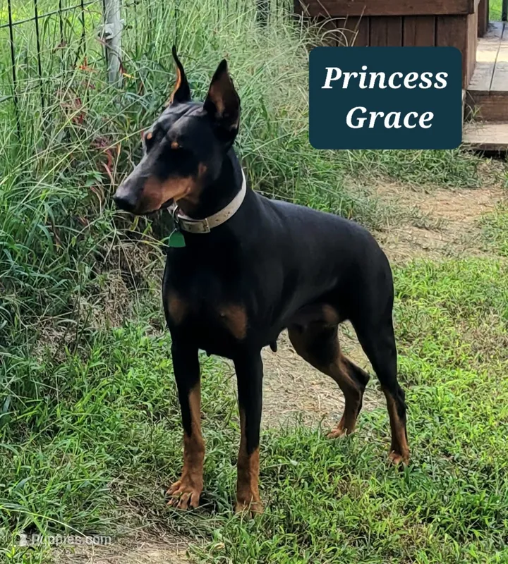 Red collared – Doberman Pinscher puppy for sale in Jacksonville, AL