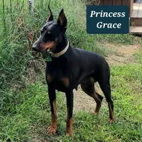 Betty Boop, a female Doberman Pinscher for sale in Jacksonville, AL – Photo 3 of 4