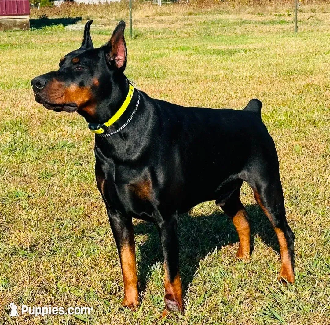 Princess / Zorro girl, a female Doberman Pinscher for sale in Jacksonville, AL – Photo 2 of 4