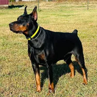 Betty Boop, a female Doberman Pinscher for sale in Jacksonville, AL – Photo 2 of 4