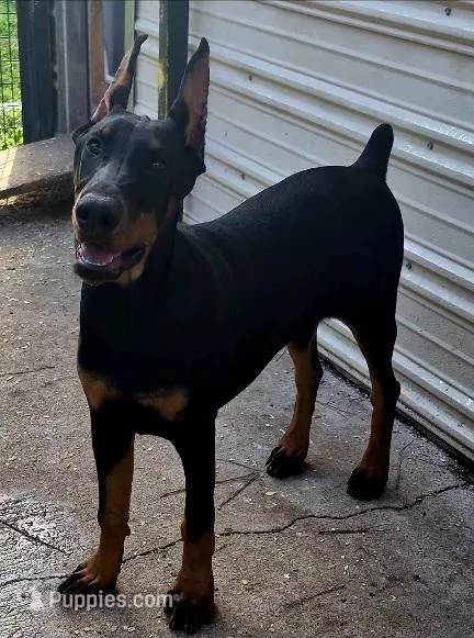 Red collared – Doberman Pinscher puppy for sale in Jacksonville, AL