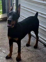 Betty Boop, a female Doberman Pinscher for sale in Jacksonville, AL – Photo 1 of 4