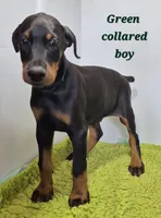 Green collared boy, a male Doberman Pinscher for sale in Jacksonville, AL – Photo 4 of 6