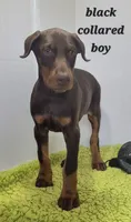Black collared boy, a male Doberman Pinscher for sale in Jacksonville, AL – Photo 3 of 6