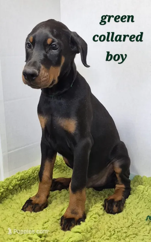 Green collared boy – Doberman Pinscher puppy for sale in Jacksonville, AL