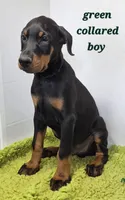 Green collared boy, a male Doberman Pinscher for sale in Jacksonville, AL – Photo 3 of 6