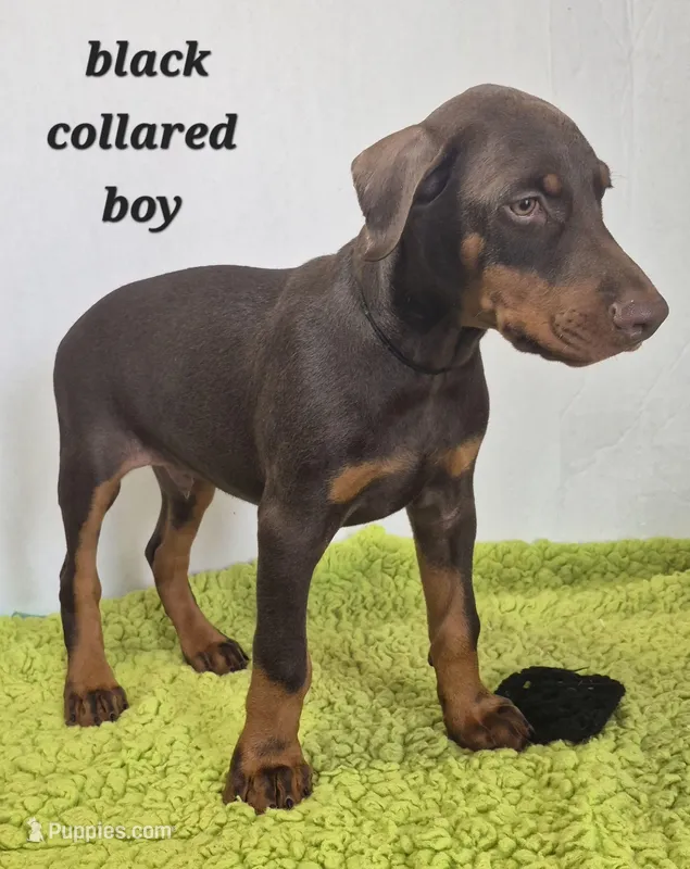 Black collared boy – Doberman Pinscher puppy for sale in Jacksonville, AL