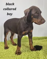 Black collared boy, a male Doberman Pinscher for sale in Jacksonville, AL – Photo 4 of 6