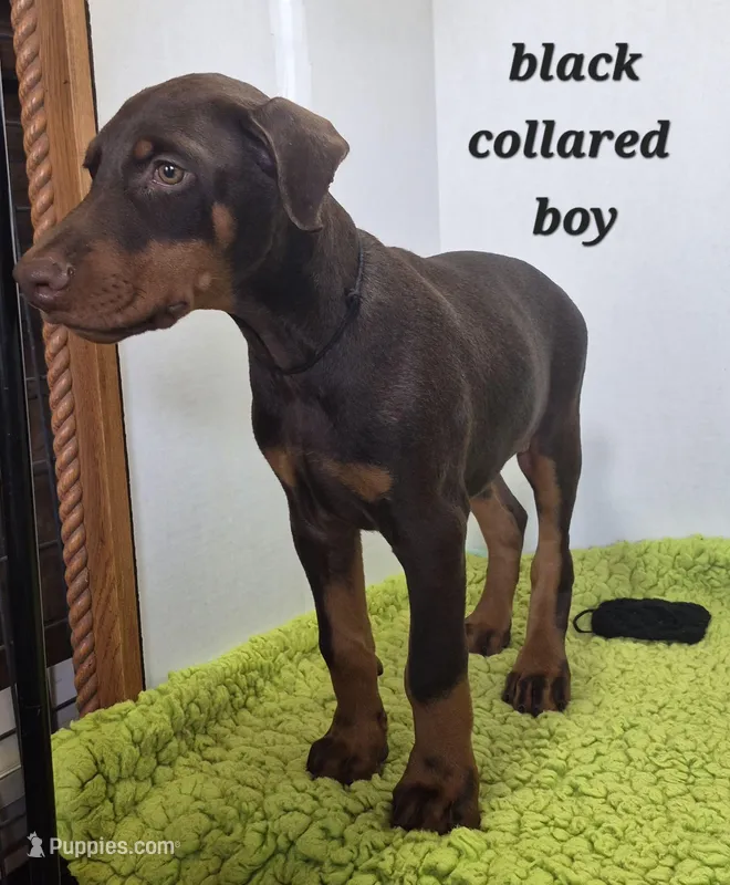 Black collared boy – Doberman Pinscher puppy for sale in Jacksonville, AL
