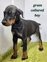 Green collared boy, a male Doberman Pinscher for sale in Jacksonville, AL – Photo 1 of 6