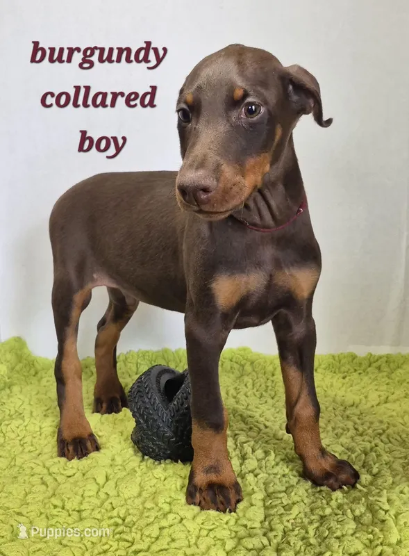 Burgundy collared boy – Doberman Pinscher puppy for sale in Jacksonville, AL