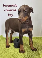 Burgundy collared boy, a male Doberman Pinscher for sale in Jacksonville, AL – Photo 2 of 5