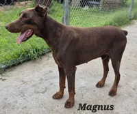 Purple collared Black male, a male Doberman Pinscher for sale in Jacksonville, AL – 3 of 4