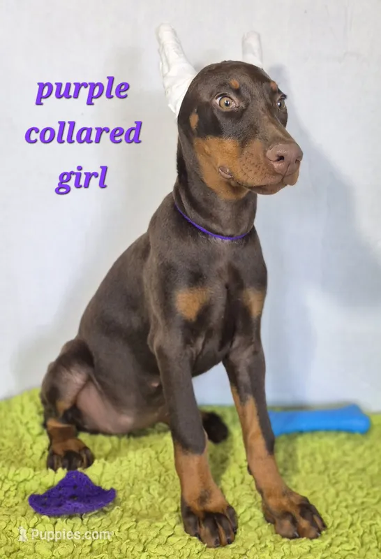 Purple collared girl  – Doberman Pinscher puppy for sale in Jacksonville, AL