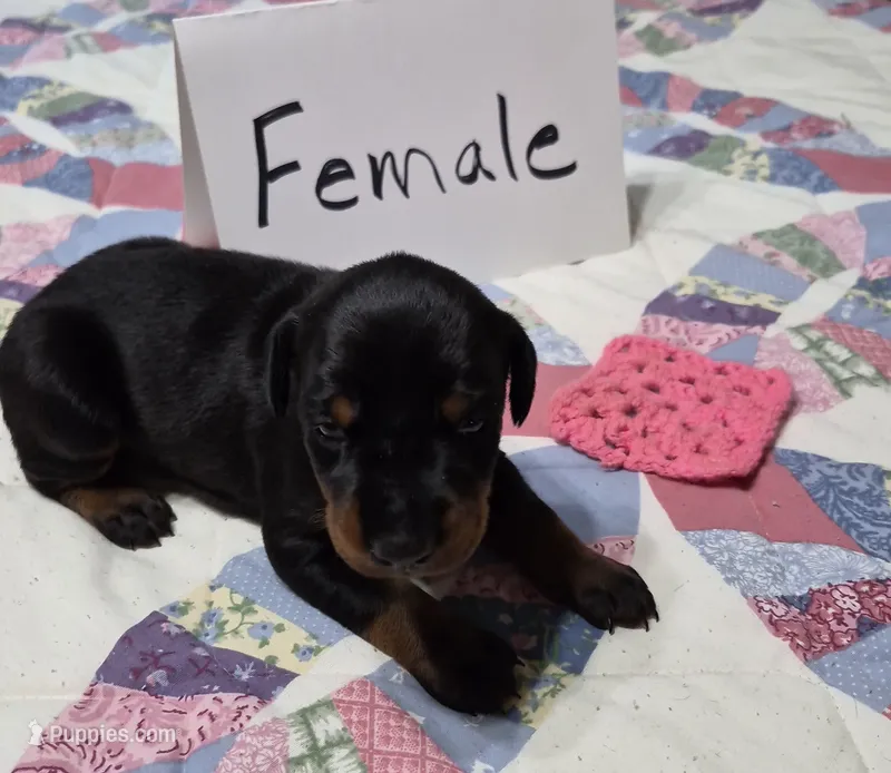 Pink collared Black female – Doberman Pinscher puppy for sale in Jacksonville, AL