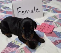 Pink collared Black female, a female Doberman Pinscher for sale in Jacksonville, AL – 1 of 4