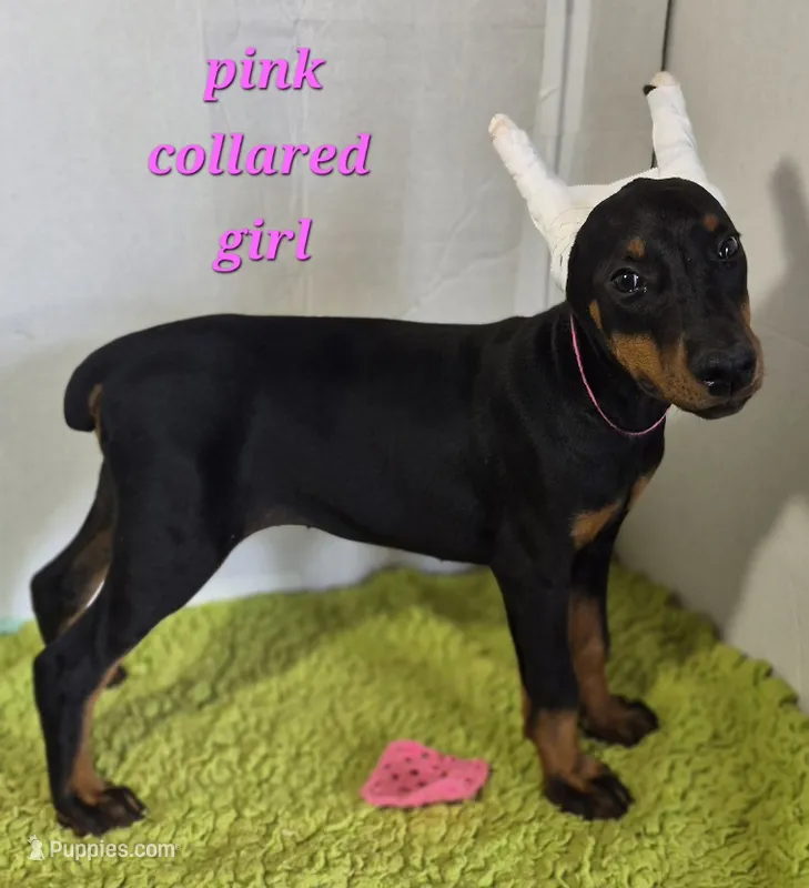 Pink collared girl – Doberman Pinscher puppy for sale in Jacksonville, AL
