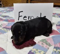 Burgandy collared Black female, a female Doberman Pinscher for sale in Jacksonville, AL – 2 of 4