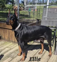 Orange collared Red male, a male Doberman Pinscher for sale in Jacksonville, AL – 4 of 4
