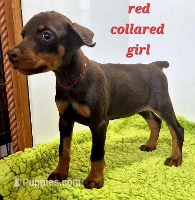 Red collared girl – Doberman Pinscher puppy for sale in Jacksonville, AL