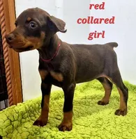 Red collared girl, a female Doberman Pinscher for sale in Jacksonville, AL – Photo 1 of 5