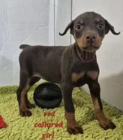 Red collared girl, a female Doberman Pinscher for sale in Jacksonville, AL – Photo 2 of 5