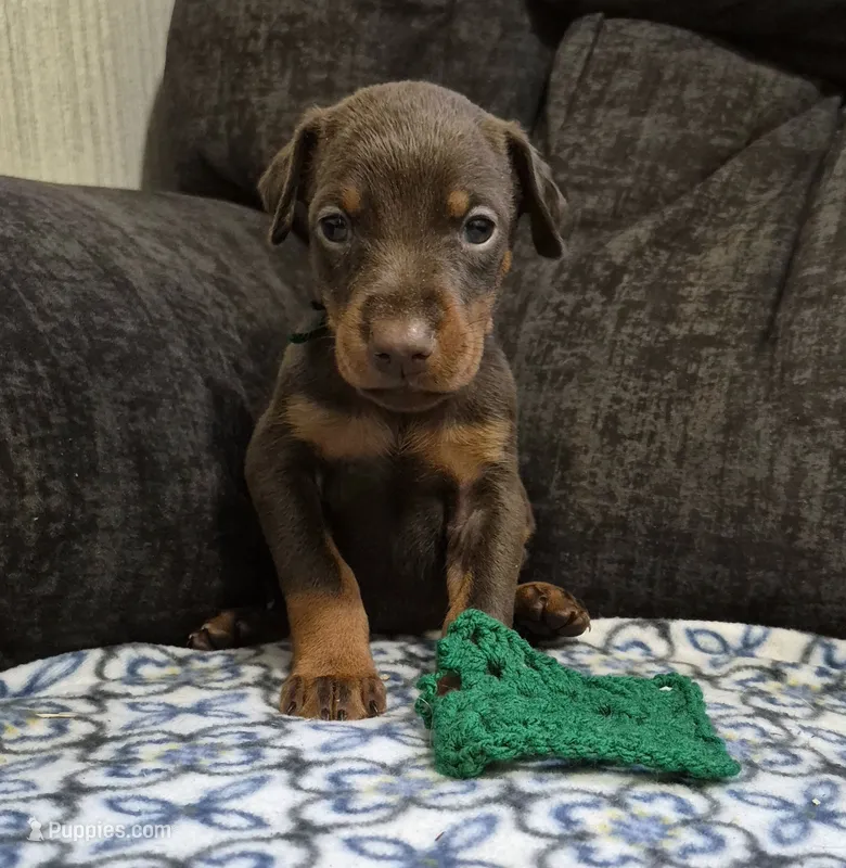 Green collared Red male – Doberman Pinscher puppy for sale in Jacksonville, AL