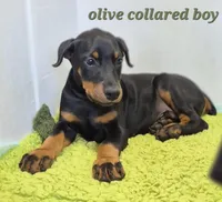 Olive collared boy , a male Doberman Pinscher for sale in Jacksonville, AL – Photo 1 of 6