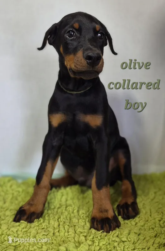 Olive collared boy  – Doberman Pinscher puppy for sale in Jacksonville, AL