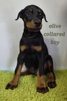 Olive collared boy , a male Doberman Pinscher for sale in Jacksonville, AL – Photo 2 of 6