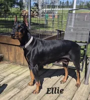 Olive collared boy , a male Doberman Pinscher for sale in Jacksonville, AL – Photo 4 of 6
