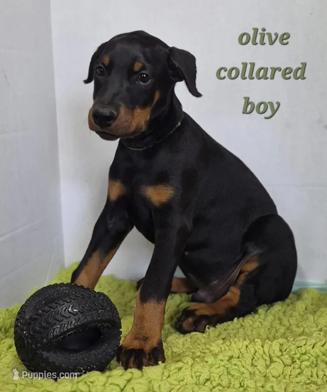 Olive collared boy  – Doberman Pinscher puppy for sale in Jacksonville, AL