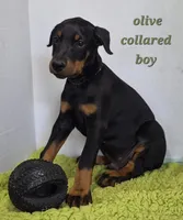 Olive collared boy , a male Doberman Pinscher for sale in Jacksonville, AL – Photo 3 of 6