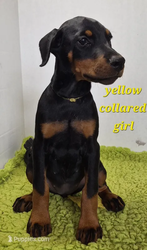 Yellow collared girl – Doberman Pinscher puppy for sale in Jacksonville, AL