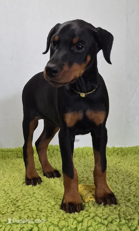Yellow collared girl – Doberman Pinscher puppy for sale in Jacksonville, AL